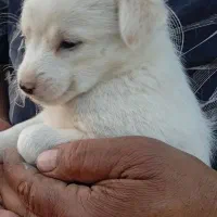 توله پامر وشیواوا|سگ|قنوات, |دیوار