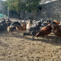 مرغ|حیوانات مزرعه|شیروان (خراسان), |دیوار