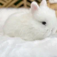 پت های نژاد دار و خرگوش گوگولی و خوکچه همستر|سگ|میانه, |دیوار