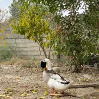 خروس و اردک‌و مرغ و جوجه دورگ لاری|حیوانات مزرعه|گنبد کاووس, |دیوار