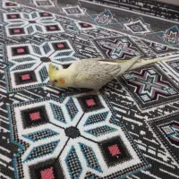 عروس هلندی|پرنده|شاهین‌شهر, مسکن مهر|دیوار