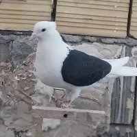 ماده دوکت قزوینی