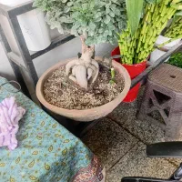 پخش عمده وتک فروشی گل های اپارتمانی به سراسر کشور|گل و گیاه طبیعی|پاکدشت, پاکدشت (مامازند)|دیوار