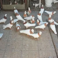 طوقی زرد(پرتقالی)