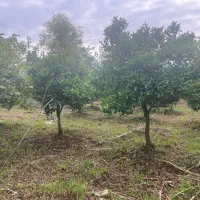 فروش زمین سند دار با کاربری باغات