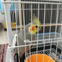 جفت عروس هلندی همراه باقفس وغذا لانه وتاب