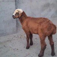 بره نرچینی اصل