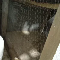 لانه بزرگ جادار