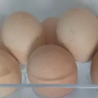 تخم نتفه دار