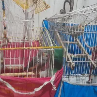 پرنده عروس هلندی ۳ عدد جوجه نر رام و دستی|پرنده|سلمانشهر, |دیوار