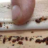 سمپاشی ساس پاکدشت سم پاشی سوسک« پاک »۱۰۰٪تظمینی