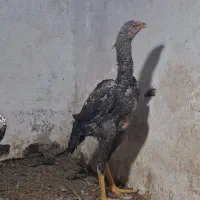 خروس لاری اوشامو کوکو