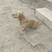 سگ پا کوتاه|سگ|بوئین زهرا, |دیوار