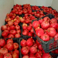 از تولید به مصرف|خوردنی و آشامیدنی|کوهنجان, |دیوار