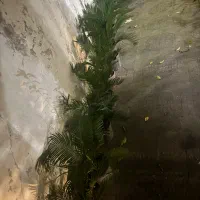 فروش سیکاس|گل و گیاه طبیعی|رشت, لاکانی|دیوار