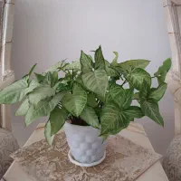 چند مدل گل آپارتمانی|گل و گیاه طبیعی|کرمانشاه, |دیوار