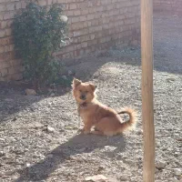 سگ ماده استیپز خانگی|سگ|مرودشت, فیروزی|دیوار