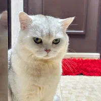 جفت گیری گربه نر|گربه|بندر انزلی, سپه|دیوار