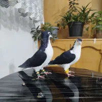 کبوتر شیرازی ساده واکسی|پرنده|اصفهان, هفتون|دیوار