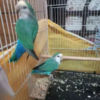 جفت کوتوله مولد روی ۸ تخم