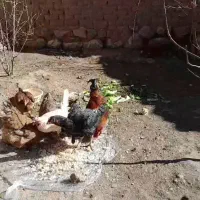 مرغ|حیوانات مزرعه|شوط, |دیوار