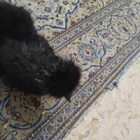 خروس ابریشمی 5 ماه