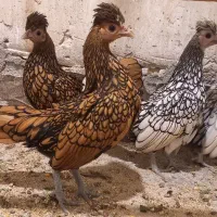 سبرایت وارداتی