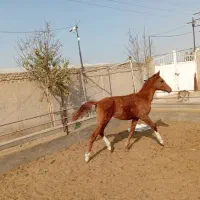 کره اسب 6 ماه، ماده خوشتیپ و خون دار|اسب و تجهیزات اسب‌سواری|پیشوا, |دیوار