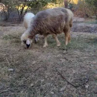 بره قوچ بختیاری اصل اصل میش رون کیلوی و روپا|حیوانات مزرعه|داراب, |دیوار