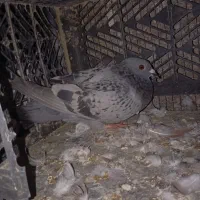 کفتر پلاکی|پرنده|بندرعباس, |دیوار