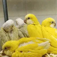 فروش راهب زرد