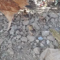 مرغباجوجه|حیوانات مزرعه|زهک, |دیوار