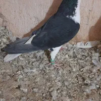 ساده سیاه نر