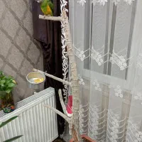 طوطی تربیت شده نژاد سنگال|پرنده|یزد, |دیوار