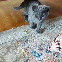 بچه گربه اسکاتیش شورت هیر