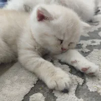 گربه برتیش دو ماهه