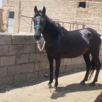 اسب و کره اسب