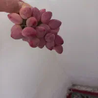 باغ هزار متری سند دار ده قاضی(مرحمت آباد)