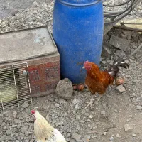 حیوان مزرع خروس|حیوانات مزرعه|رودبار, |دیوار