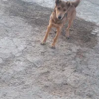 توله پژ در ۳ماهه