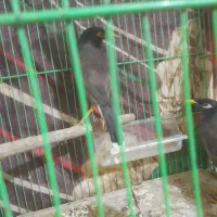 باسلام دوعدد مرغ مینا