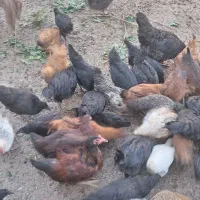 جوجه تاقچه وخروس