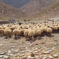 فروش گله میش  بز بزغاله معاوضه با ایسوزو یا نقدی|حیوانات مزرعه|شاهین‌شهر, فردوسی|دیوار