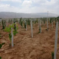 زوند یا دایه انگور ،پایه بتنی انگور|خدمات باغبانی و درختکاری|شیراز, ظفرآباد|دیوار