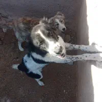 سگ گله|سگ|مزایجان, |دیوار