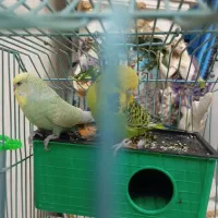 جفت مرغ عشق انگلیسی|پرنده|اندیشه, اندیشه فاز ۲|دیوار