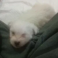 واگذاری تول شیتزو|سگ|آبادان, |دیوار