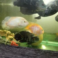 ماهی|ماهی|مشهد, همت آباد|دیوار