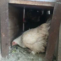 مرغ تخم گذار