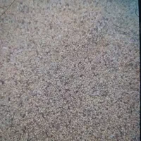 بذر یونجه|گل و گیاه طبیعی|پارس‌آباد, |دیوار